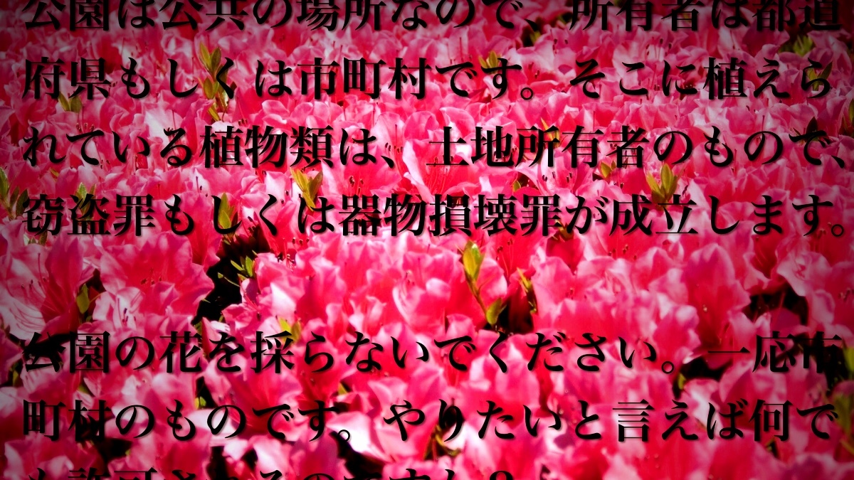 花を摘むこと 蜜を吸うこと 画像のネット公開 それぞれの是非 Radichubu ラジチューブ