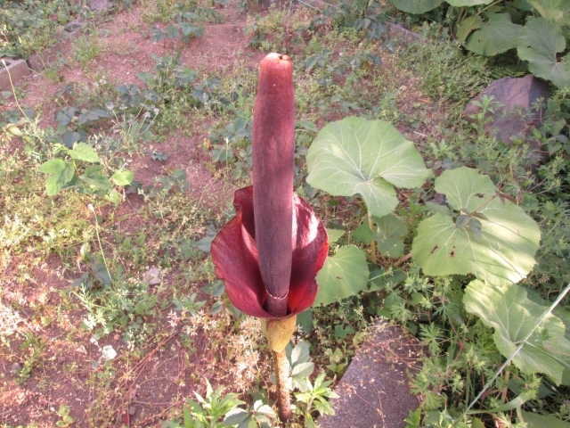 グロテスクな花が咲く 悪魔の舌 その正体はあの庶民的な食べ物 Radichubu ラジチューブ