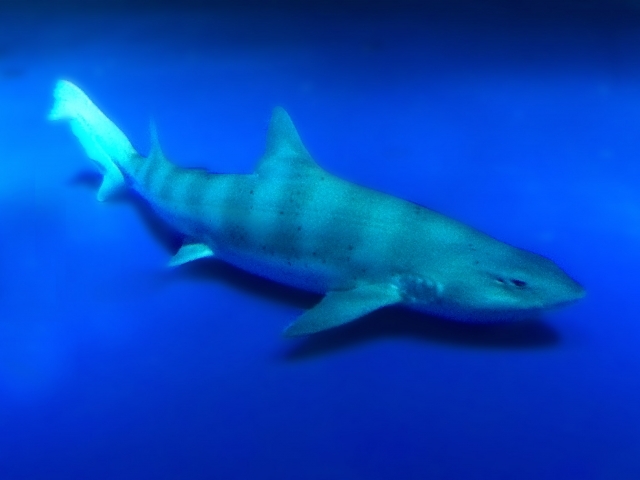 海水浴シーズンに注意したい サメのこと Radichubu ラジチューブ