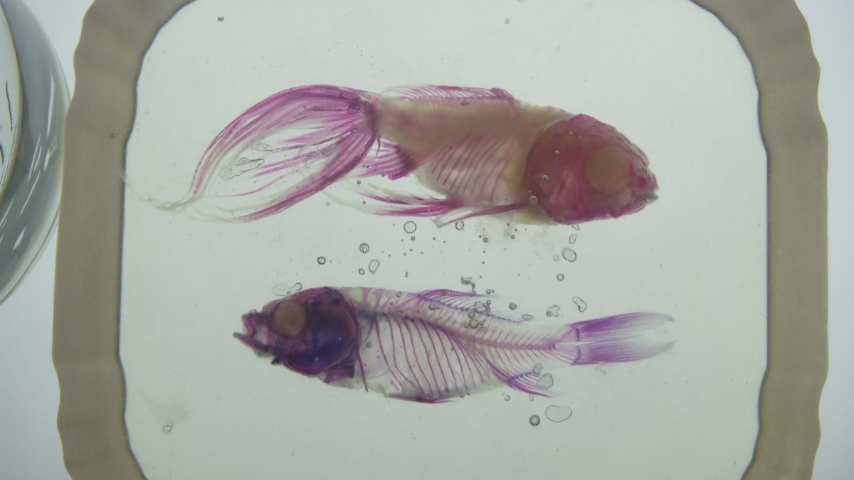 魚(オオクチバス)の透明標本インテリア小物
