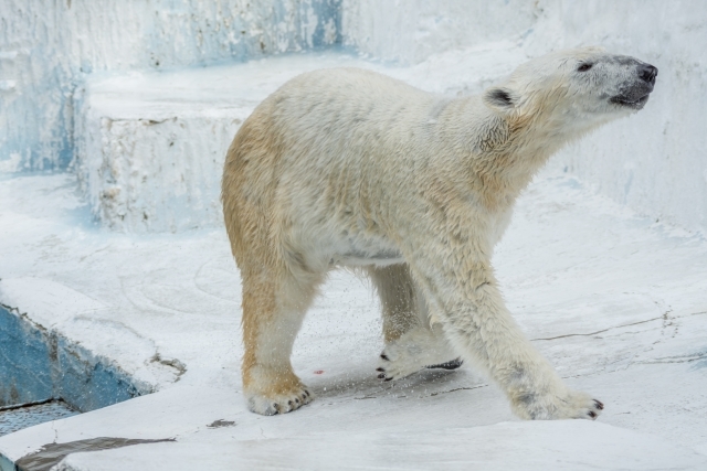 穴場の 真冬の動物園 の見どころ教えます Radichubu ラジチューブ