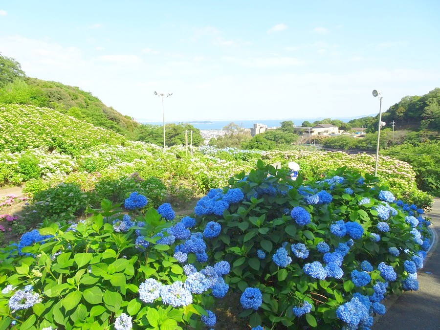 今年で30周年 愛知県蒲郡市の形原温泉で あじさい祭り 開催中 Radichubu ラジチューブ