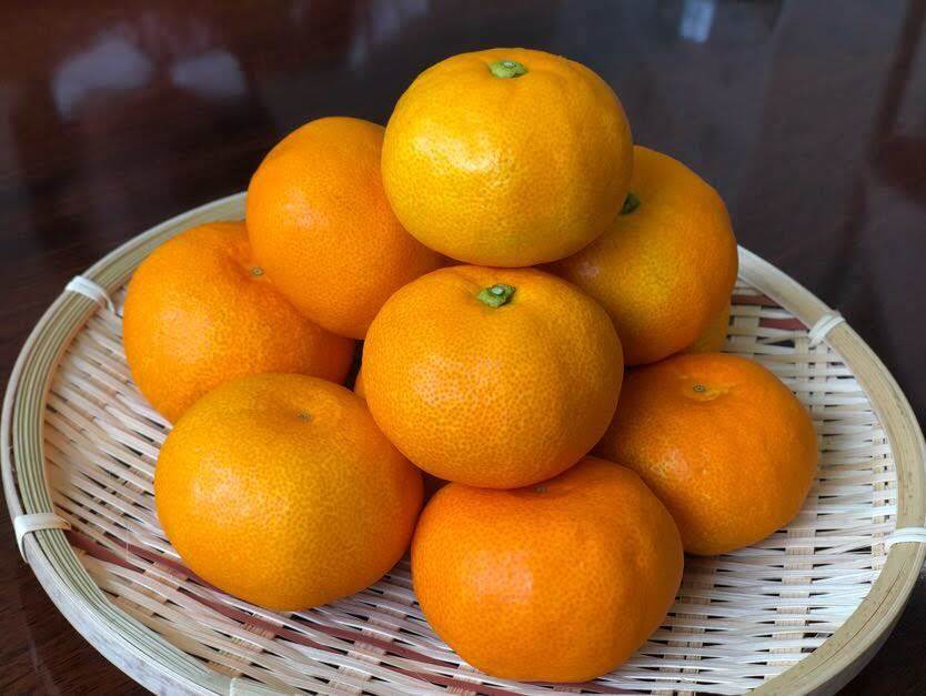 暑い時期でも食べられる蒲郡温室みかんが素晴らしく甘いって知ってた Radichubu ラジチューブ