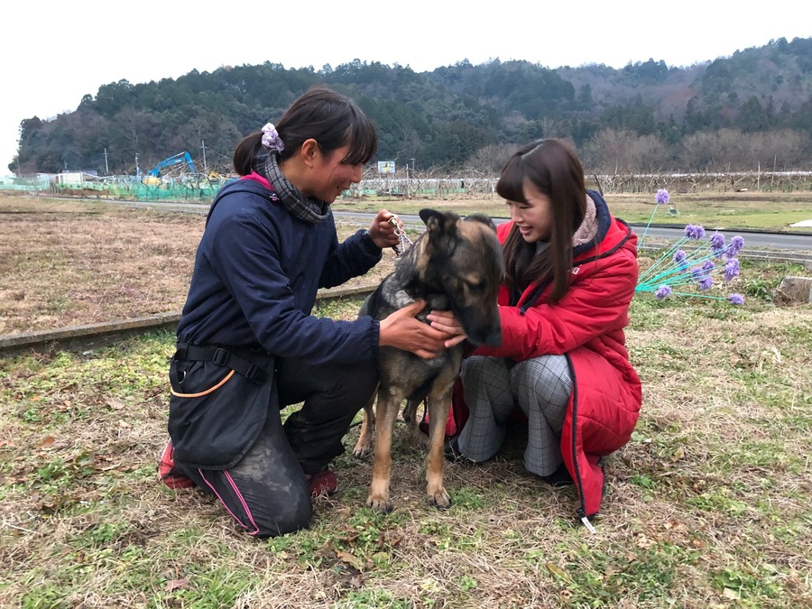 全国大会で優勝した警察犬が岐阜にいました♡！！ | RadiChubu-ラジ