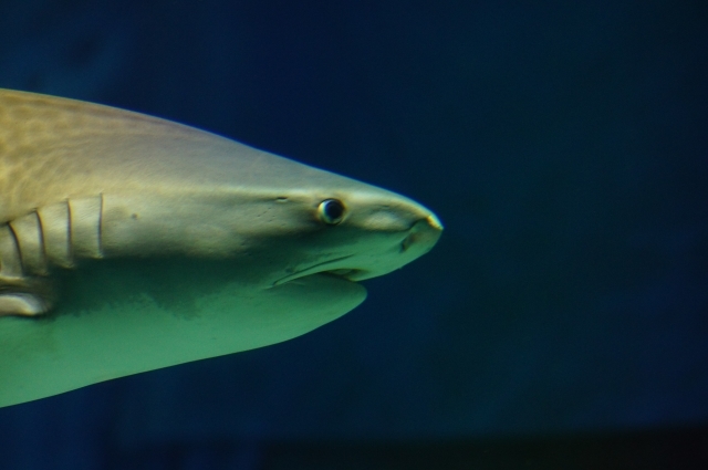 フカヒレグルメとサメの博物館がある街 気仙沼 Radichubu ラジチューブ