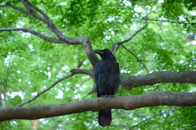 意外と不自由なカラスの社会 点呼やお仕置きまであった Radichubu ラジチューブ