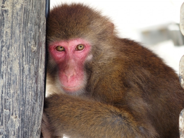お猿のロデオボーイ みわ バナナで無事確保 Radichubu ラジチューブ