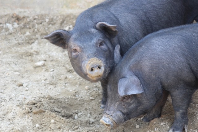 沖縄名産・アグー豚が危ない!?豚コレラ、再び猛威か