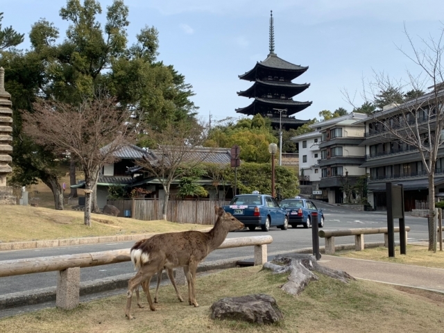 観光客激減で奈良公園の鹿が心配 エサはどうしてるの Radichubu ラジチューブ