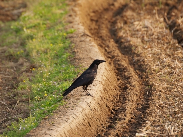 作物を守るためエアガンでカラスを撃退 これって法律に触れるの Radichubu ラジチューブ