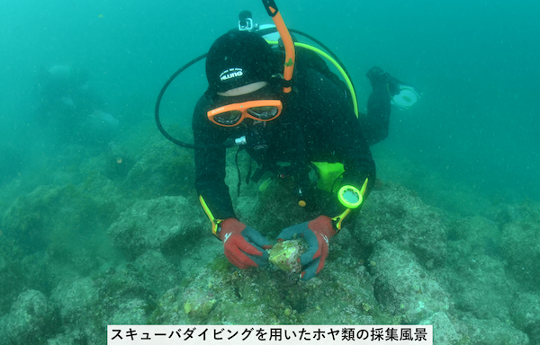 ホヤの生物学 - 東京大学出版会