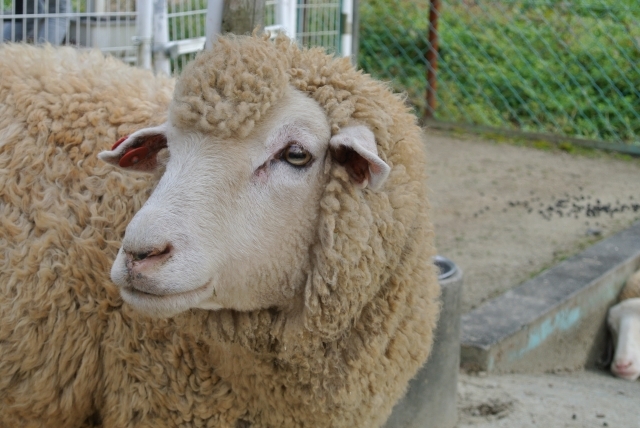 ユニークな名前のキュートな羊たちに会える 三重県御浜町 ひつじみかん牧場 Radichubu ラジチューブ