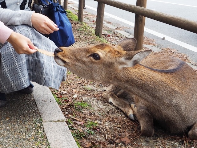 もうないよ と言うと理解する 奈良の鹿への正しいせんべいの与え方 Radichubu ラジチューブ