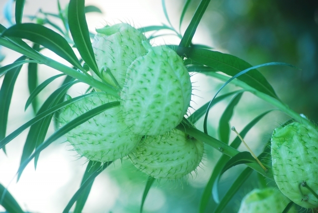 まだまだあった こんな名前つけなくても 植物の名前あれこれ Radichubu ラジチューブ