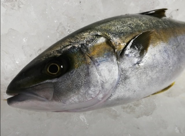 これからが旬の魚 ヒラマサ さっぱり系照り焼きでいただきます Radichubu ラジチューブ