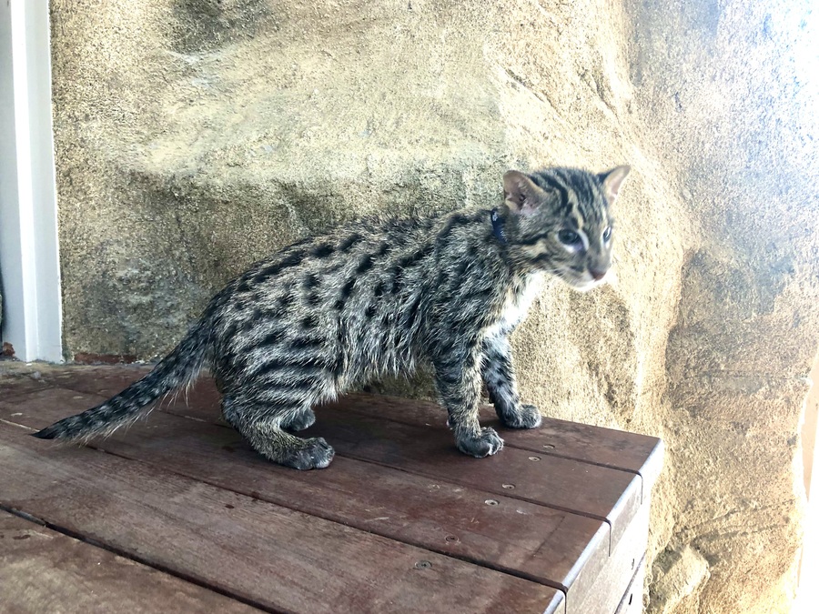 鳥羽水族館にいる ネコ の正体は Radichubu ラジチューブ