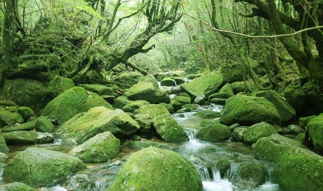 日本で一番雨が多いのは、あの世界遺産だった | RadiChubu-ラジチューブ-