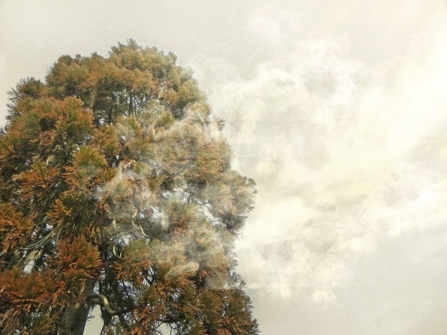 どうしてスギはこんなに花粉を飛ばすの？ | RadiChubu-ラジチューブ-