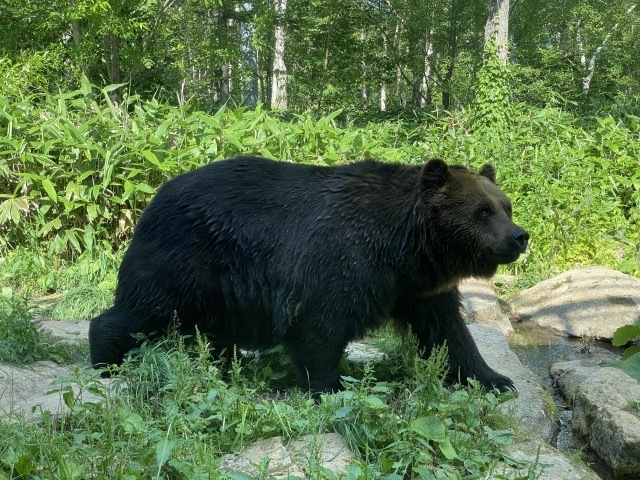 過去5年で最多！北海道でヒグマの目撃情報が急増 | RadiChubu