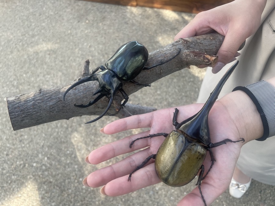 コレクション カブトムシ ツノ 3 本