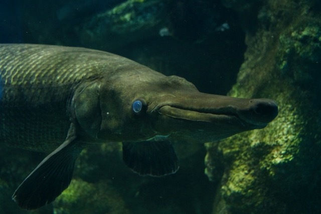 海でも生きられる淡水魚？厄介な魚「アリゲーターガー」 | RadiChubu-ラジチューブ-