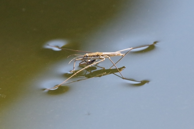 発声練習に最適な新種の虫の名前とは？