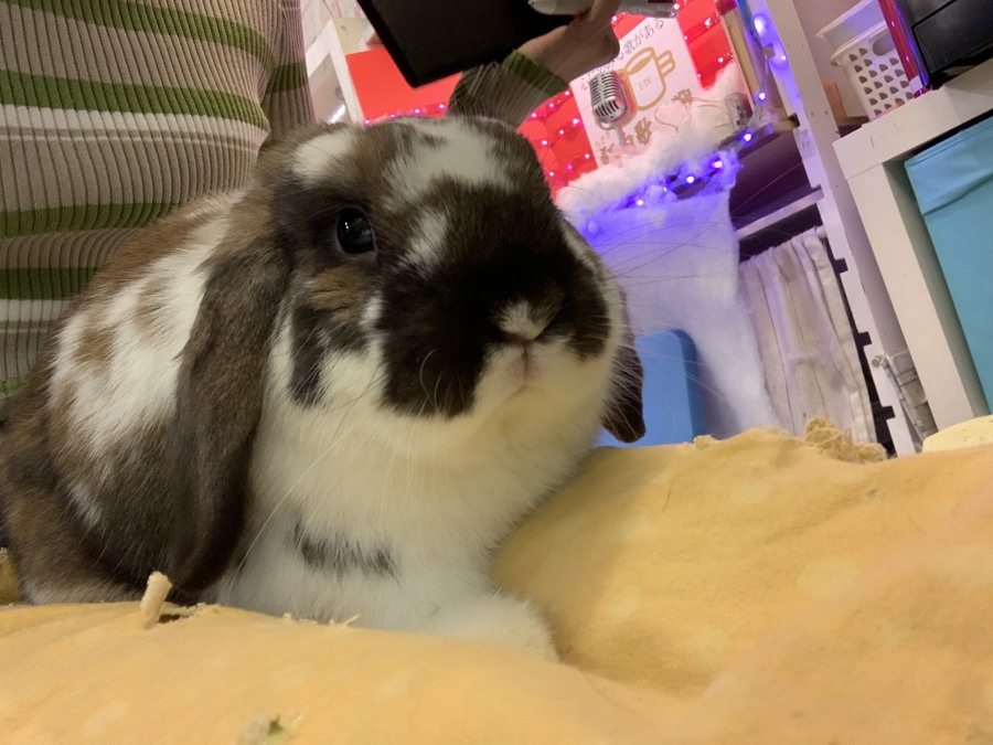 うさぎcafe 1-3.png