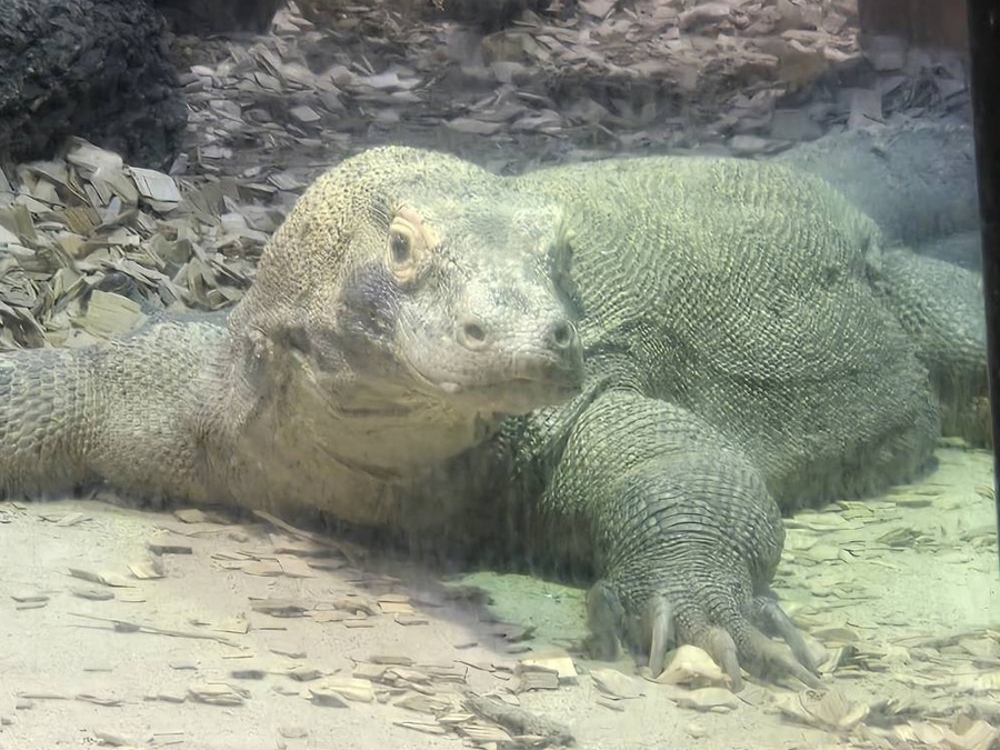 コモドドラゴンが名古屋にやってきた！