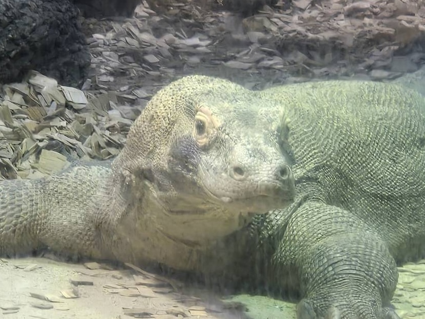 キュートな目にギャップ萌え？東山動植物園のコモドドラゴン「タロウ」 | CBC MAGAZINE（CBCマガジン）