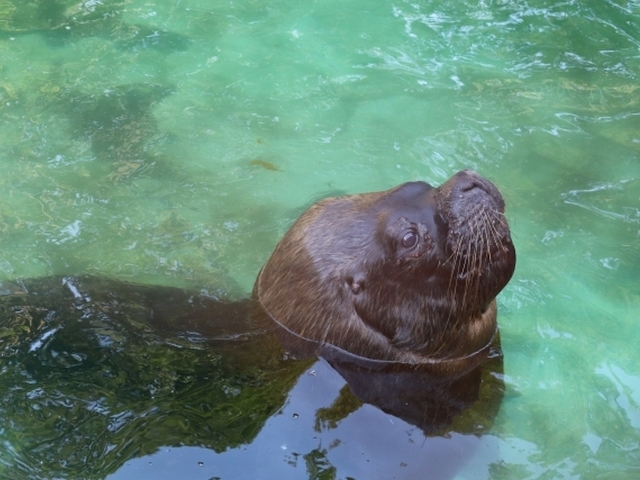 可愛くてちょっとうるさい？鳥羽水族館でオタリアの赤ちゃんが誕生！