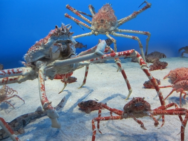 タカアシガニでシリーズ完結！愛知のせんべい屋が作る「深海魚せんべい」