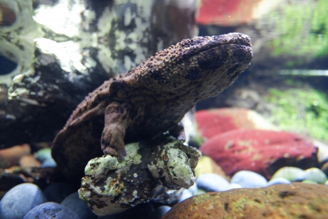 沼る人続出！京都水族館のゆるかわいいオオサンショウウオ