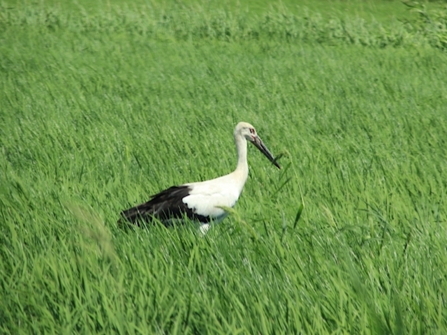 コウノトリが住める田んぼに！兵庫県豊岡市の農家の挑戦