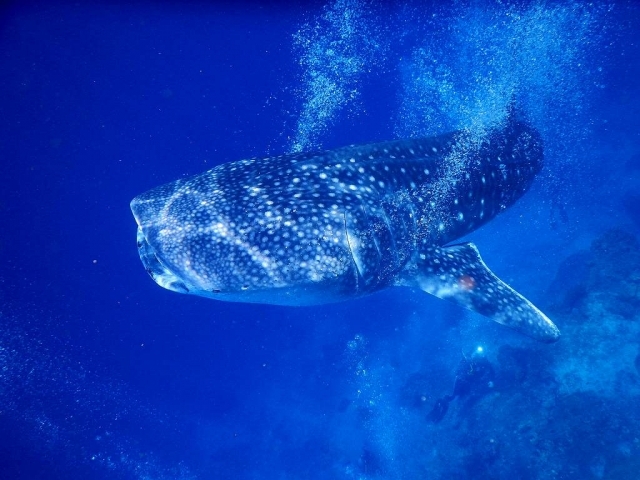 川で死亡したジンベエザメ。水族館の「海くん」だった