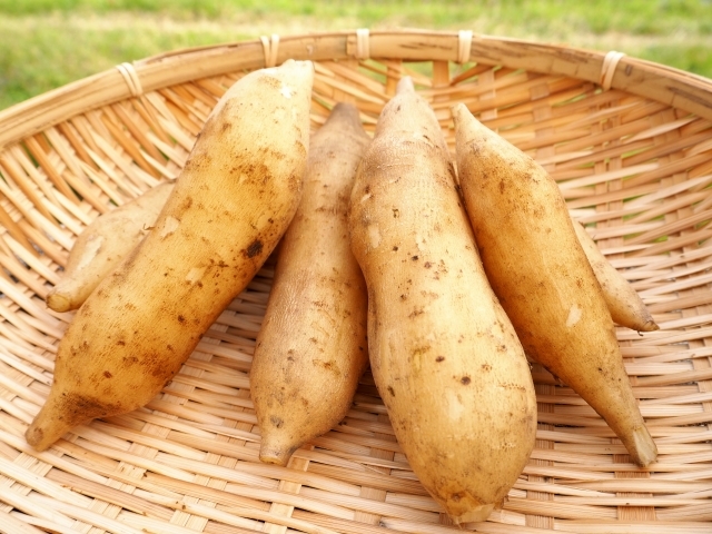 生でも食べてもおいしい！栄養効果にも注目・謎の野菜「ヤーコン」