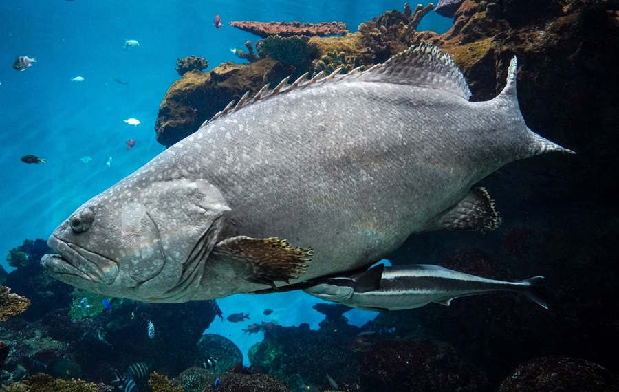 珍魚「タマカイ」が鹿児島に出現！回転寿司で味わえる巨大な高級魚の正体は？