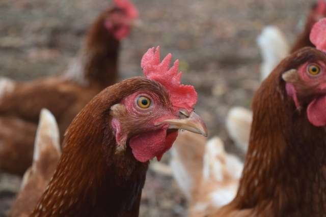 またもや卵が値上がり？鳥インフルエンザが拡大中