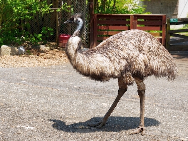 動物界最強は「鳥類」？指名手配された逃走エミューから考えてみた