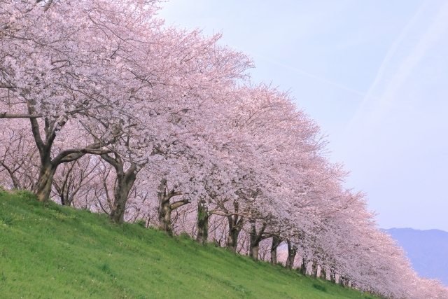 「あの桜、綺麗だったな」認知症の父が家族に遺した春の記憶