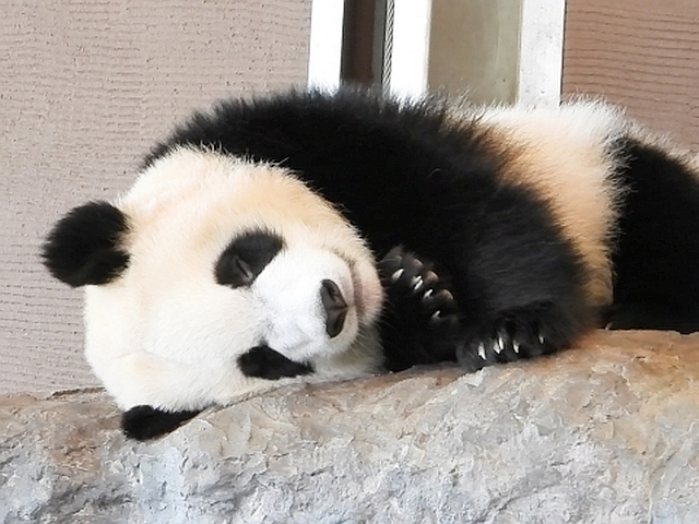 白浜の人気パンダたちが契約満了で中国へ。別れの日は6月に