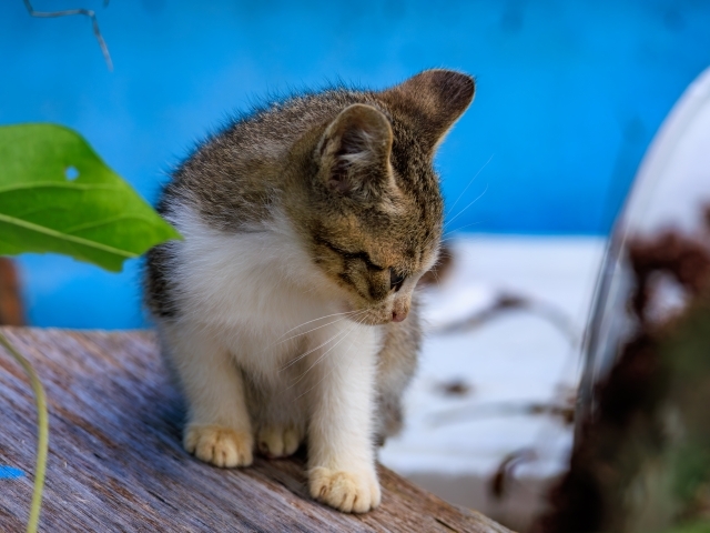 2匹目は飼う?譲渡する?保護猫への悩ましい対応