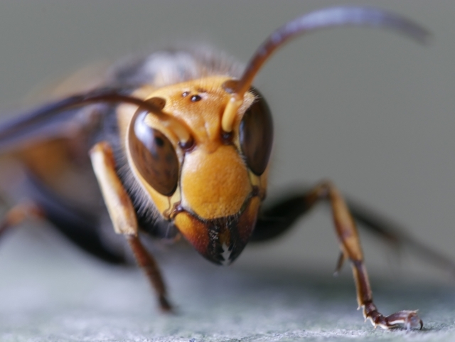 なぜ男性は「危険生物バスター」に夢中になるのか