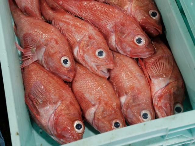今がチャンス!高級魚「キンキ」が値下がり中!