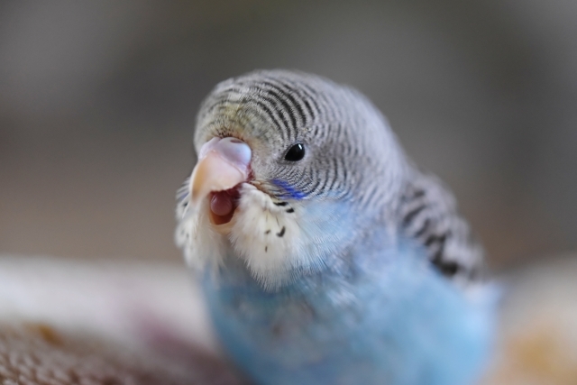ペットに嫌われた!どうやって仲直りする?