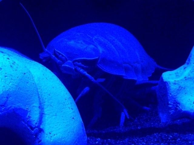 ダイオウグソクムシがキモ可愛い?「沼津港深海水族館」の魅力