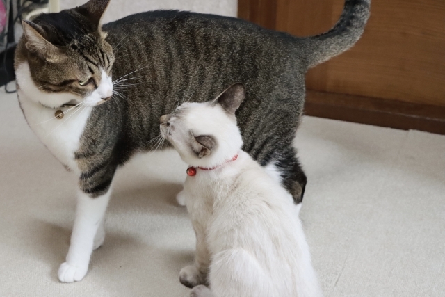 猫を多頭飼いするパーソナリティ、1ヶ月の相性チェックを振り返る