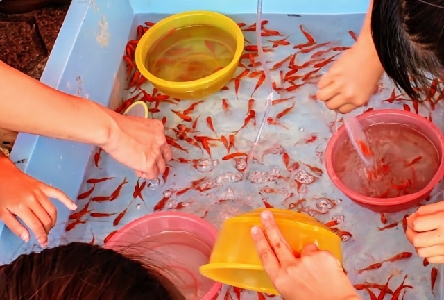 金魚有数の産地、奈良・大和郡山市で「マイスター制度」広まる