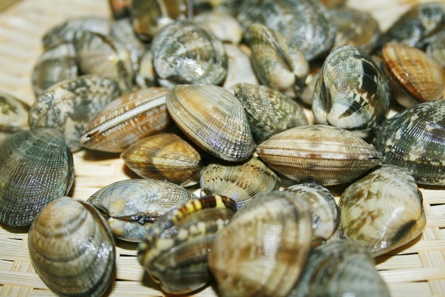 愛知のアサリ激減!理由は「水が綺麗になったから」