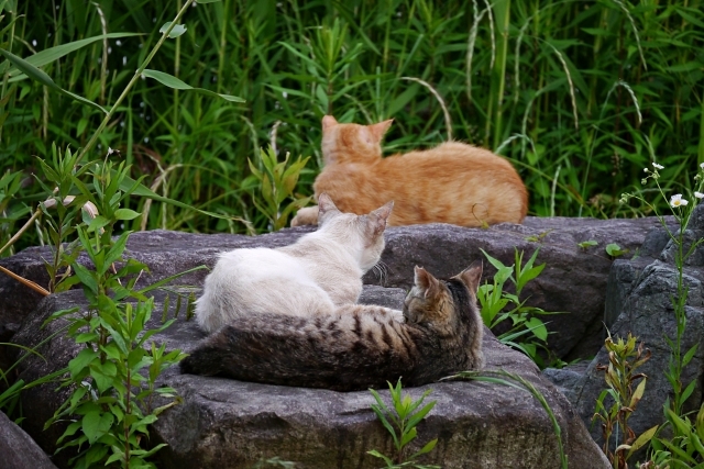 猫の性格は毛色でわかる!?実際に暮らしてわかった説の真相