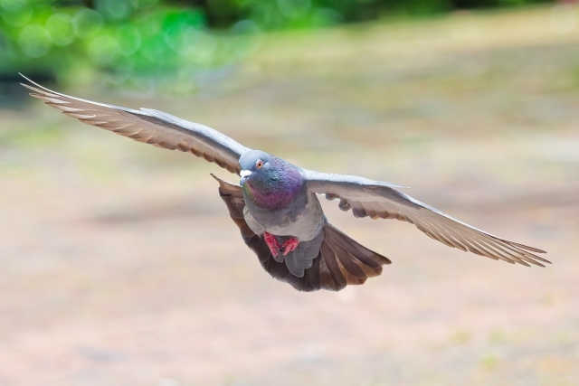 取材はハトで!?新聞社と伝書鳩との意外な関係